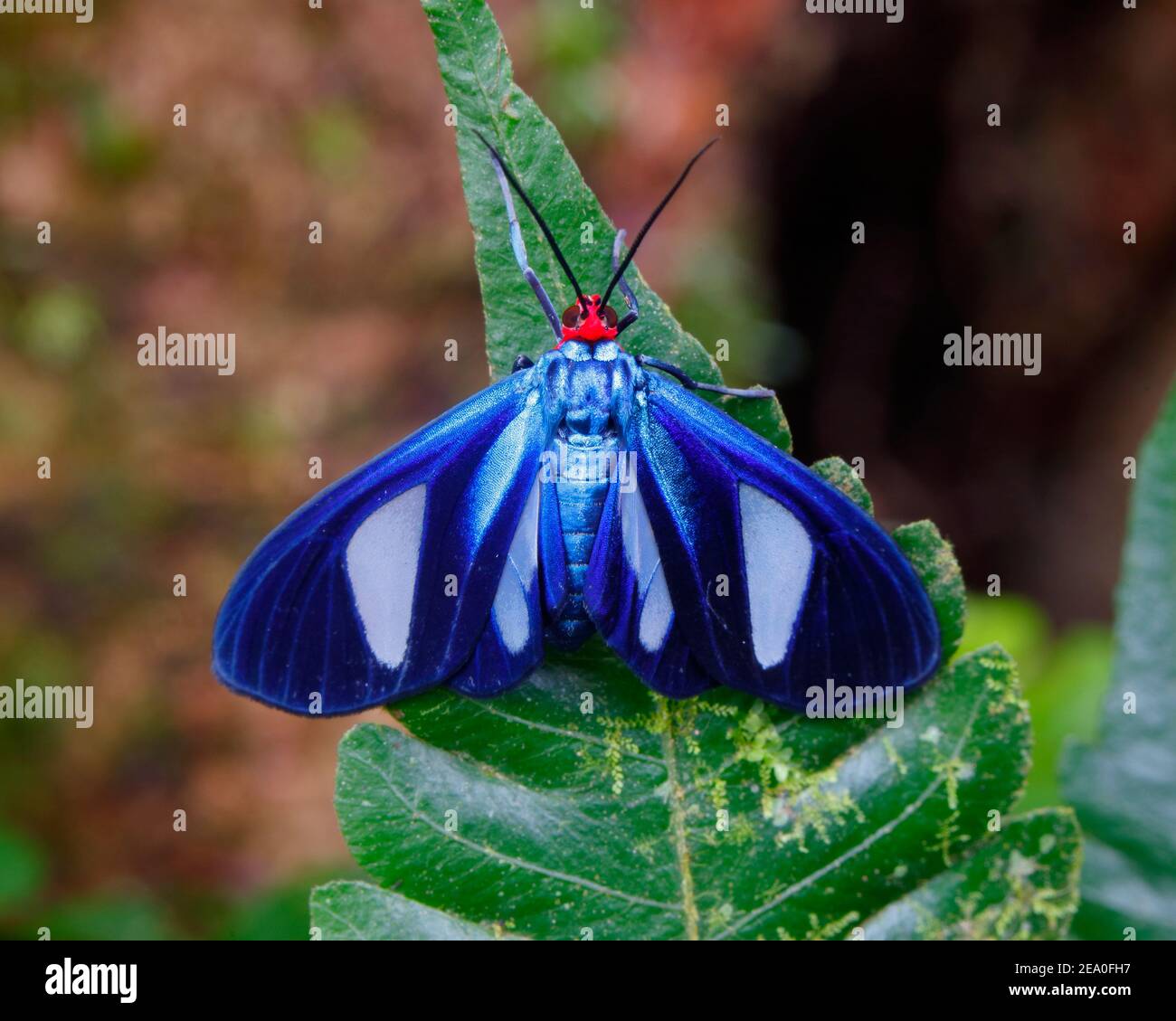 A colorful moth in the, Erebidae, family at rest on a leaf. Stock Photo
