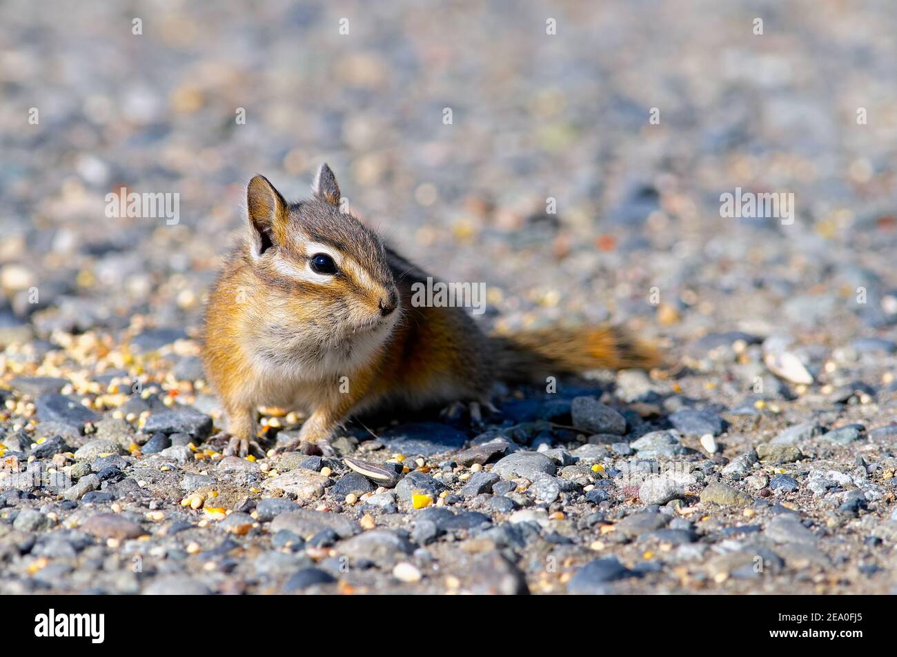A Least Chipmunk (Tamias minimus) sitting on a gravel pathway with seeds spread around. Stock Photo