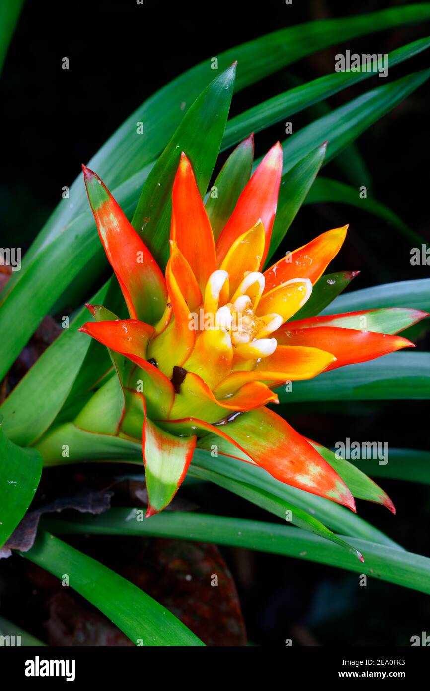 A colorful bromeliad species growing fro a tree branch. Stock Photo