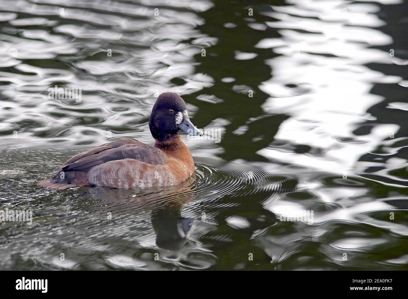 Lesser Scaup - Aythya affinis - female in water Stock Photo