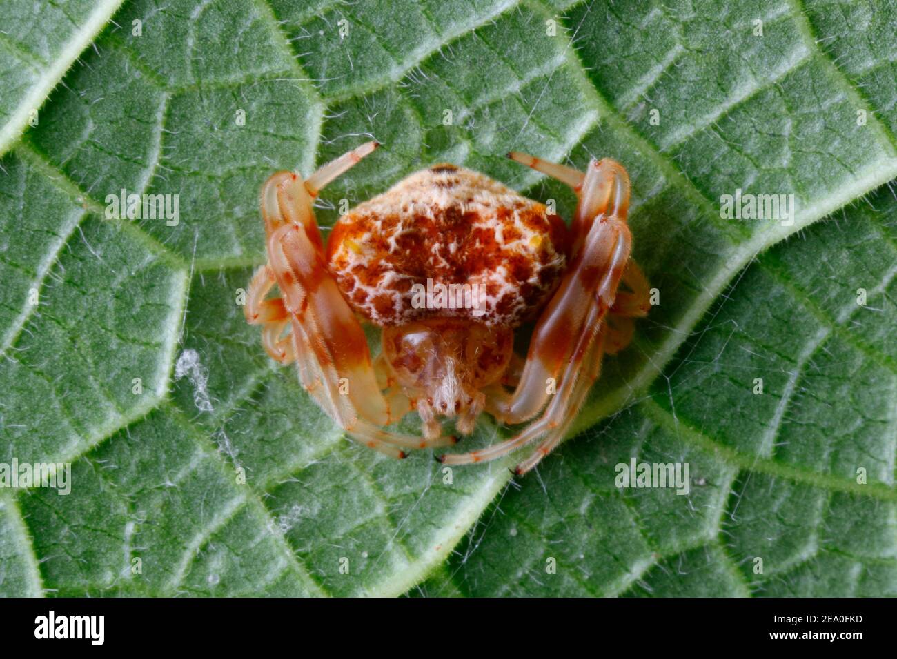 A Bolas spider looks like a bird dropping on a leaf. Stock Photo