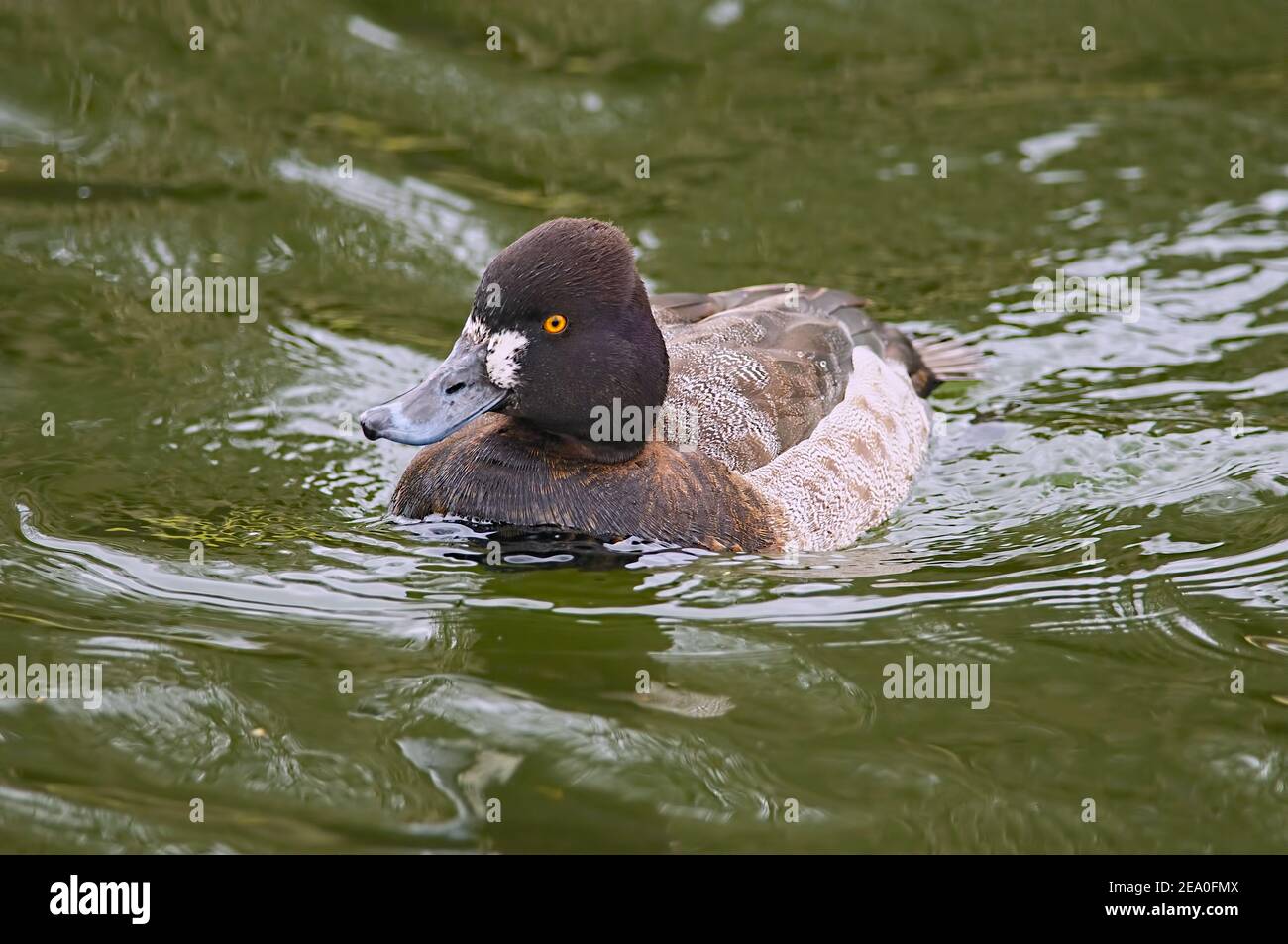 Lesser Scaup - Aythya affinis - female in water. Canada Stock Photo