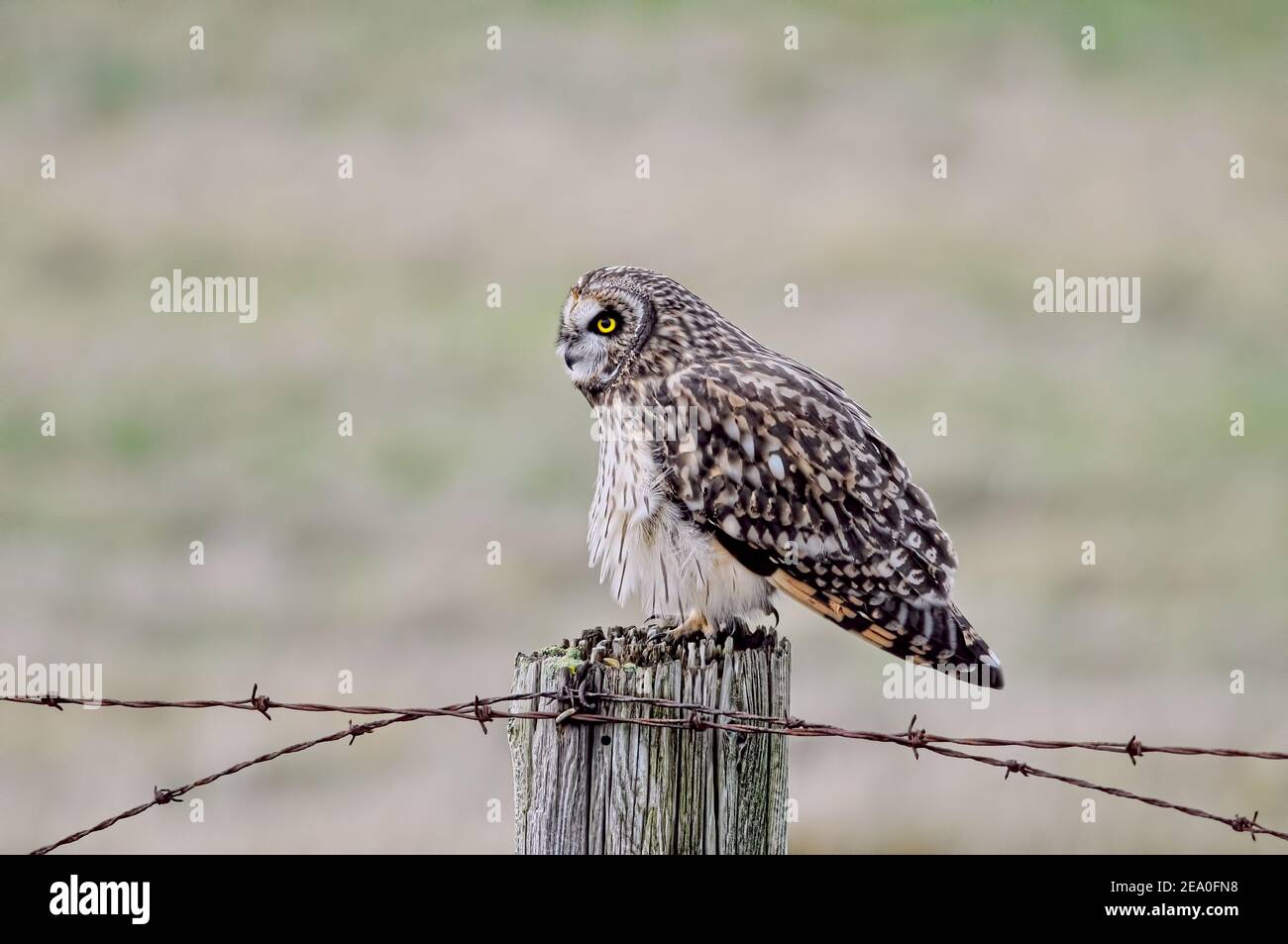 A Short-eared Owl (Asio flammeus) perched on a fence post with light colored background in Richmond, B. C., Canada. Stock Photo