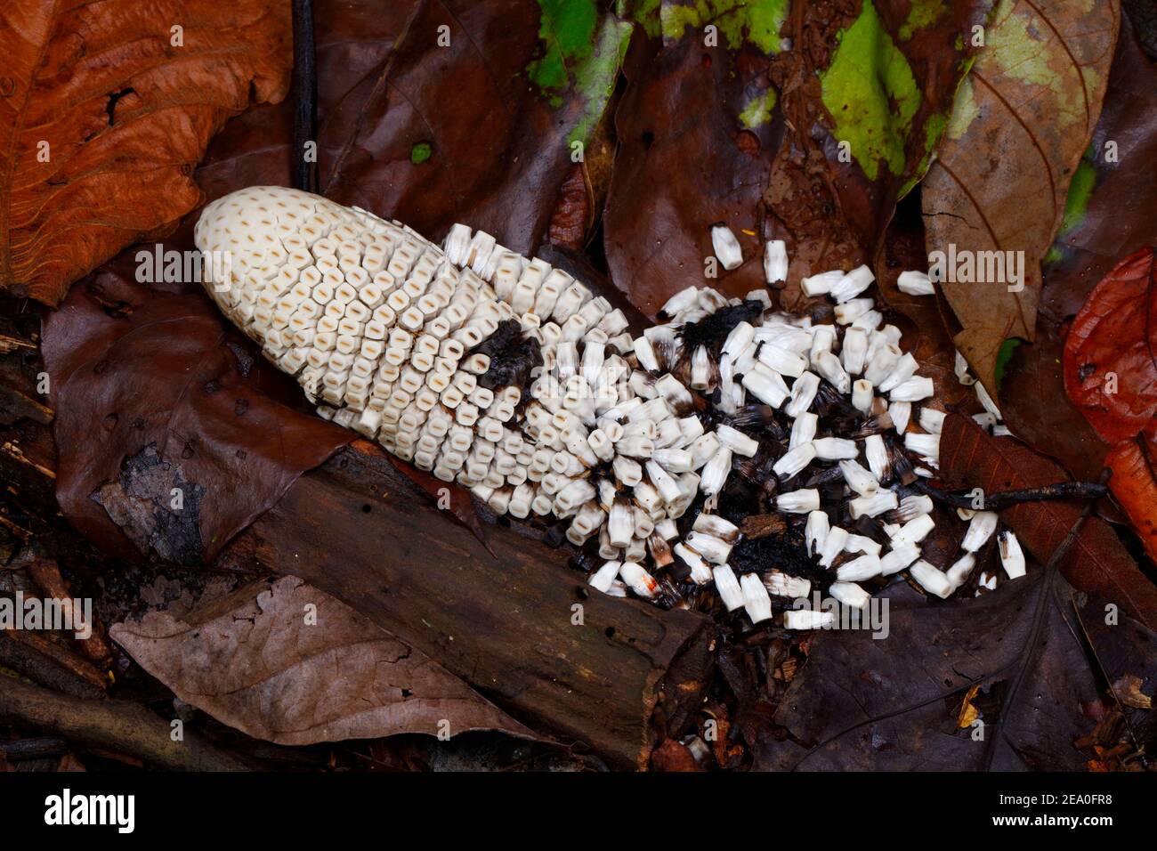 Heliconia plant seeds decomposing on the forest litter Stock Photo - Alamy