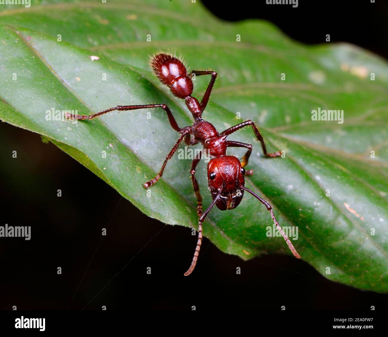 A bullet ant, Paraponera clavata, crawling on a leaf. Stock Photo