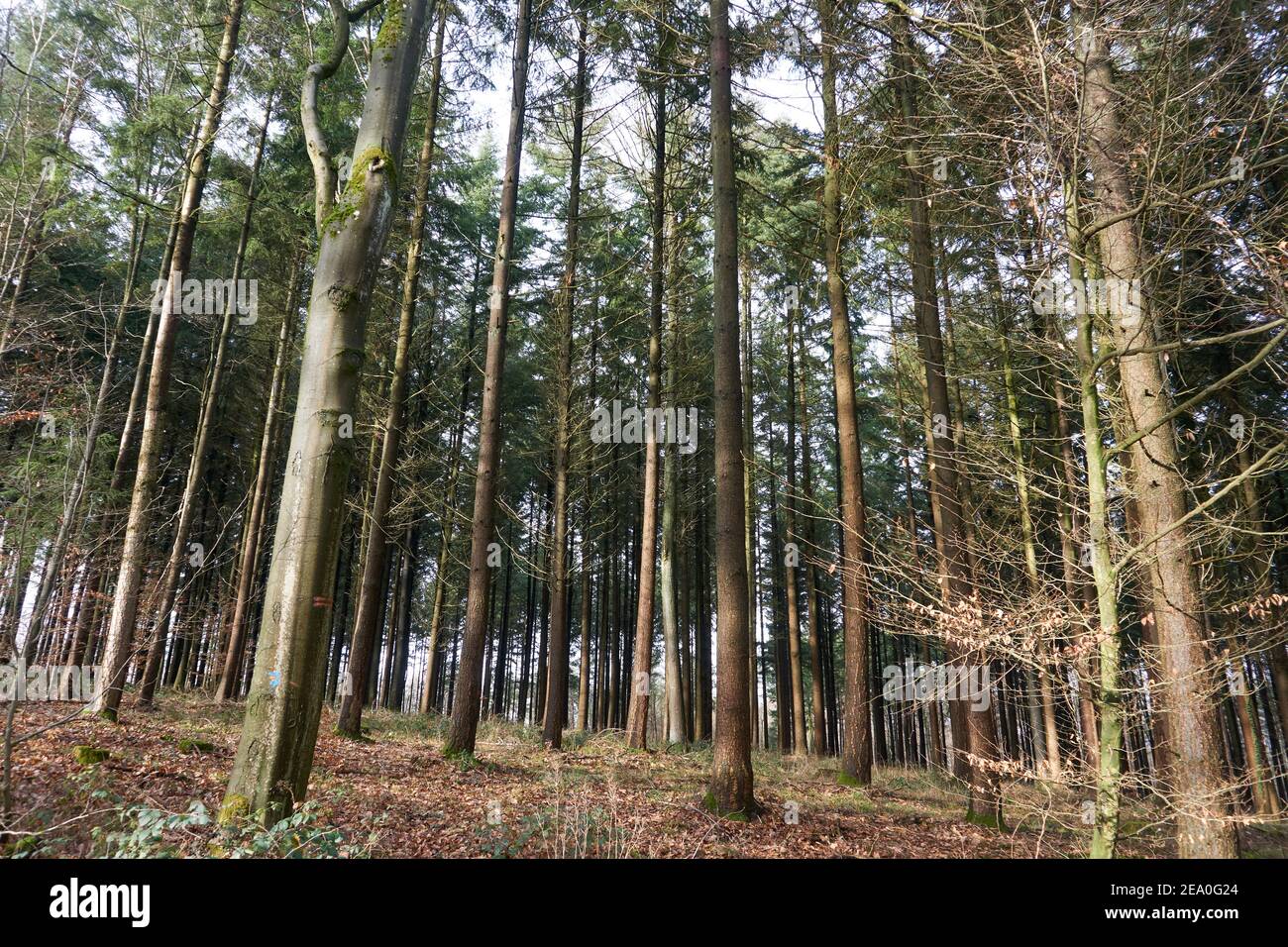 Pine trees low angle shot hi-res stock photography and images - Alamy