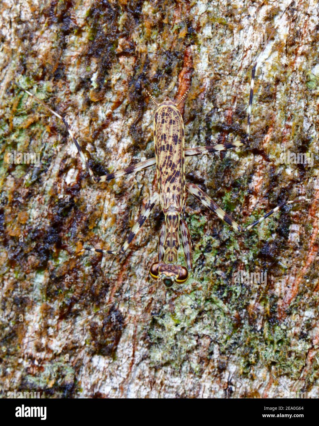 Cryptic mantis hi-res stock photography and images - Alamy