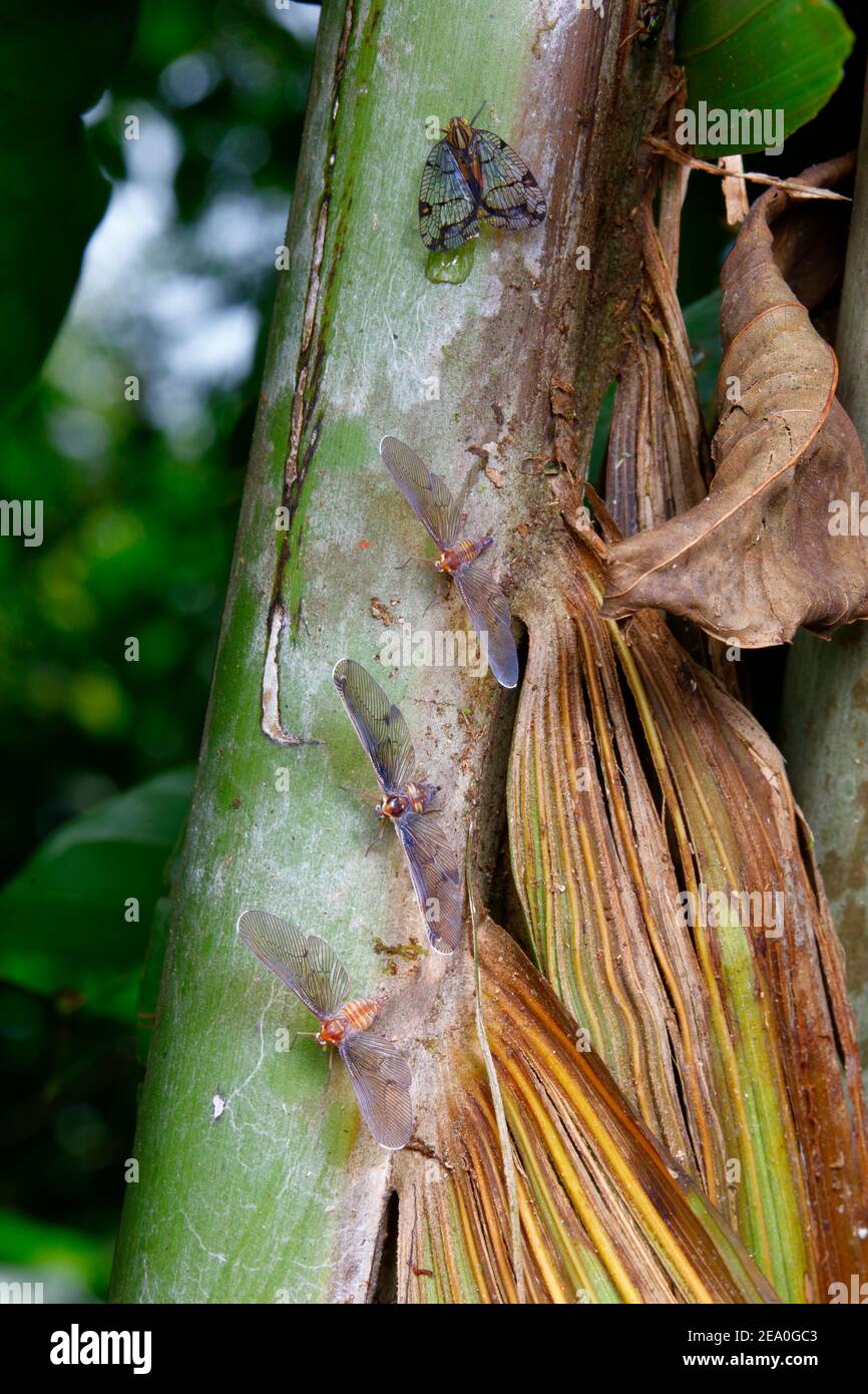 Plant hoppers, Derbidae, Auchenorrhyncha sp, on a tree trunk with a net winged plant hopper. Stock Photo
