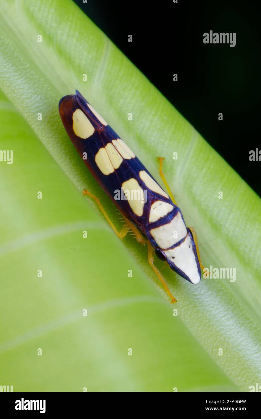 A leafhopper, Platygonia spatulata, hiding on a leaf. Stock Photo