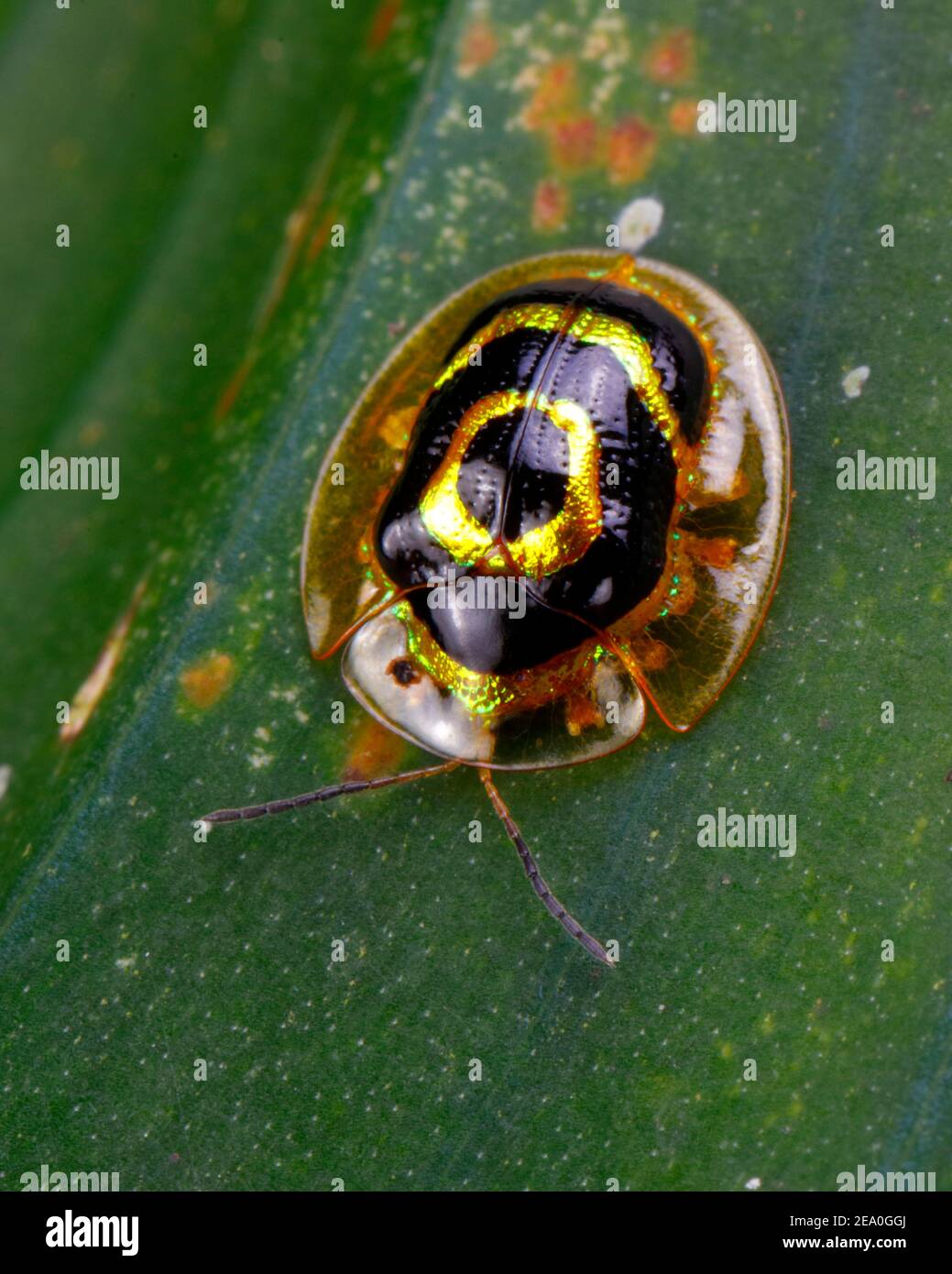 A Target Tortoise Beetle, Ischnocodia annulus, crawling on a leaf. Stock Photo