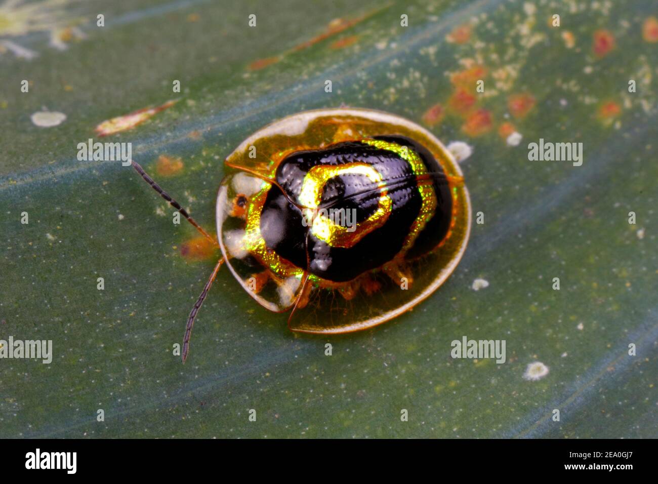 A Target Tortoise Beetle, Ischnocodia annulus, crawling on a leaf. Stock Photo
