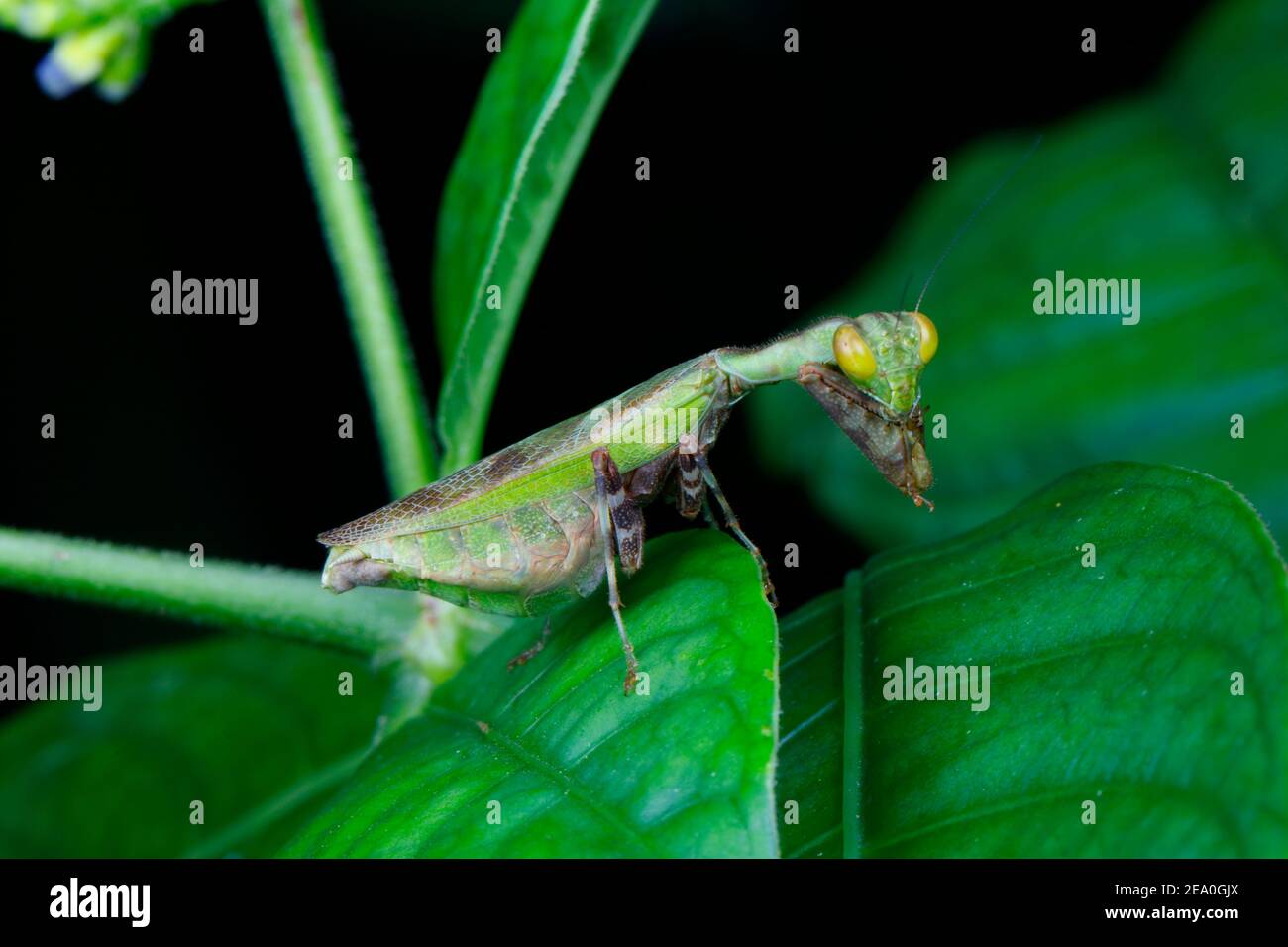 A leaf mimic mantid, Mantidae, hunting on a leaf. Stock Photo