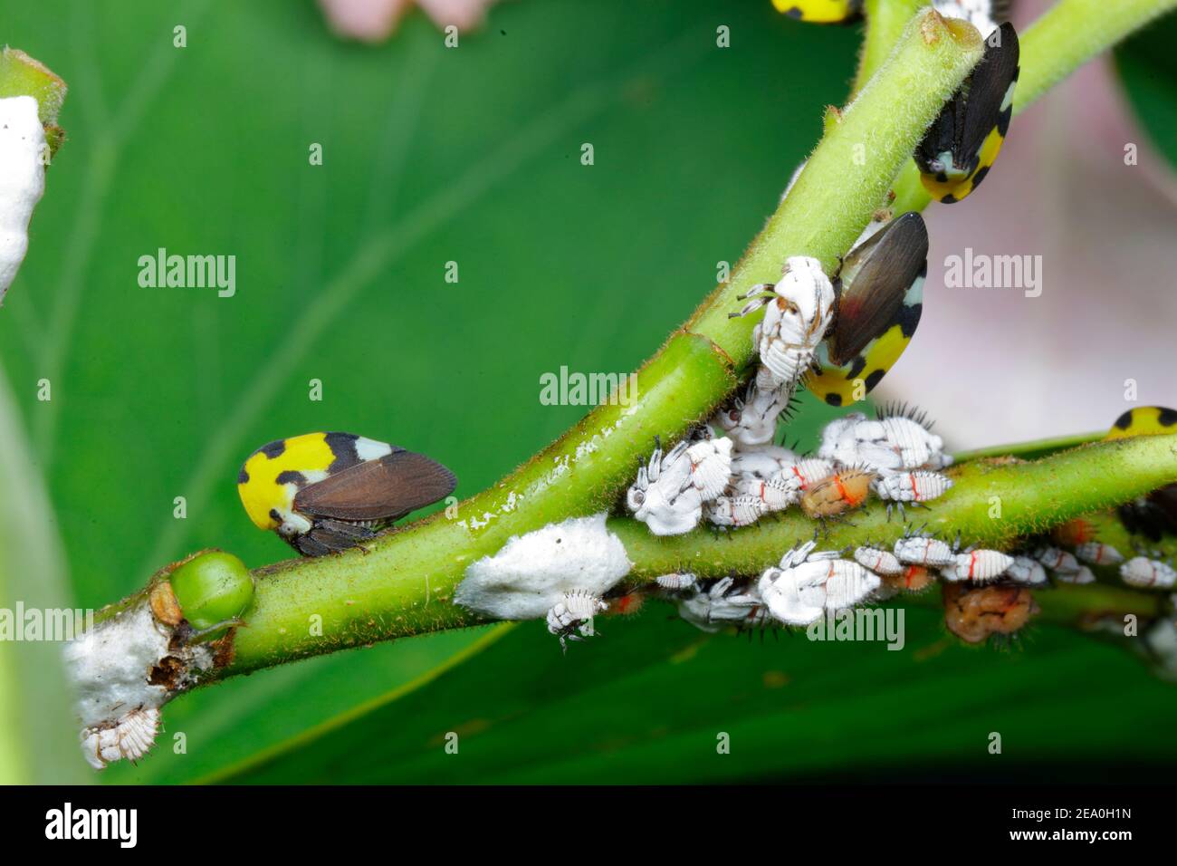 A colony of tree hoppers, Membacis mexicana, are seen here in different stages. Stock Photo