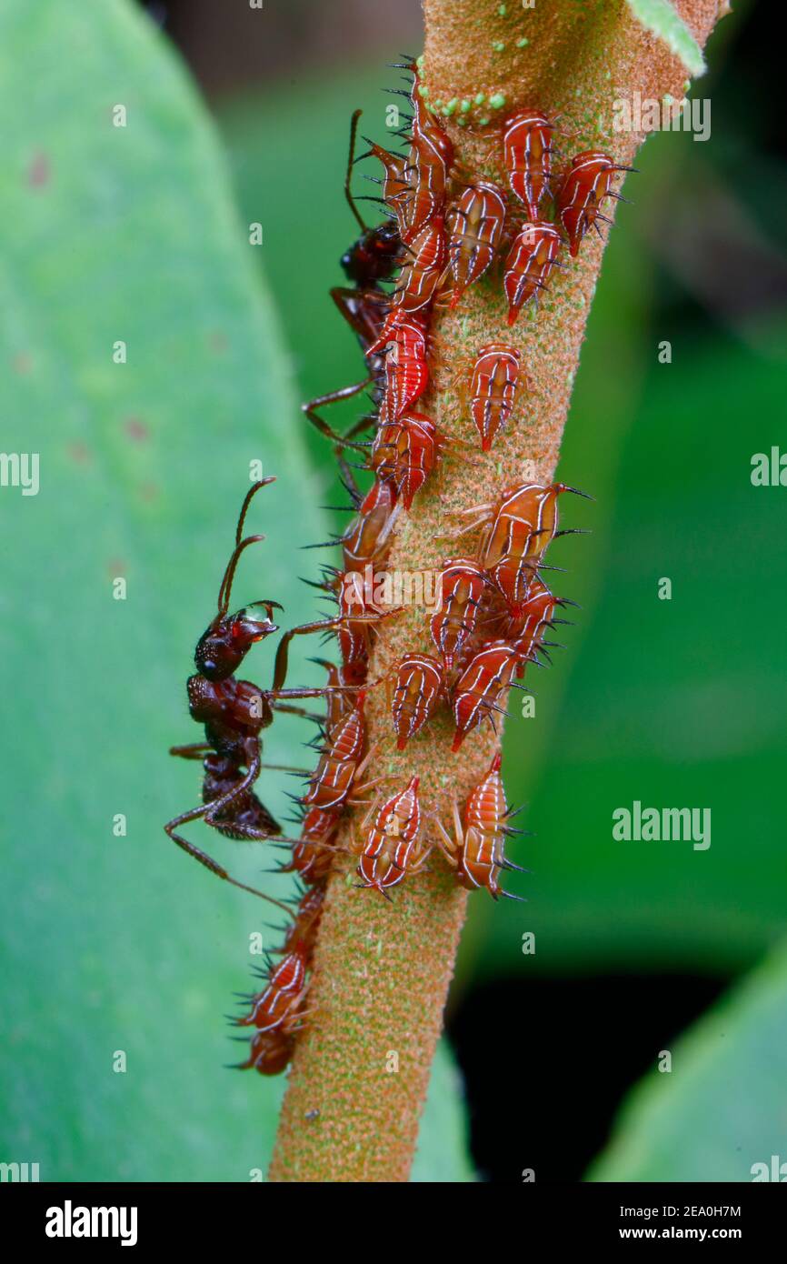 Ants on stem hires stock photography and images Alamy
