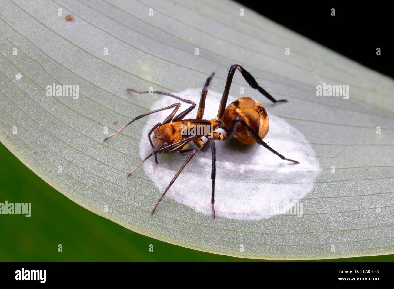 A golden carpenter ant mimic spider, Myrmecotypus rettenmeyeri