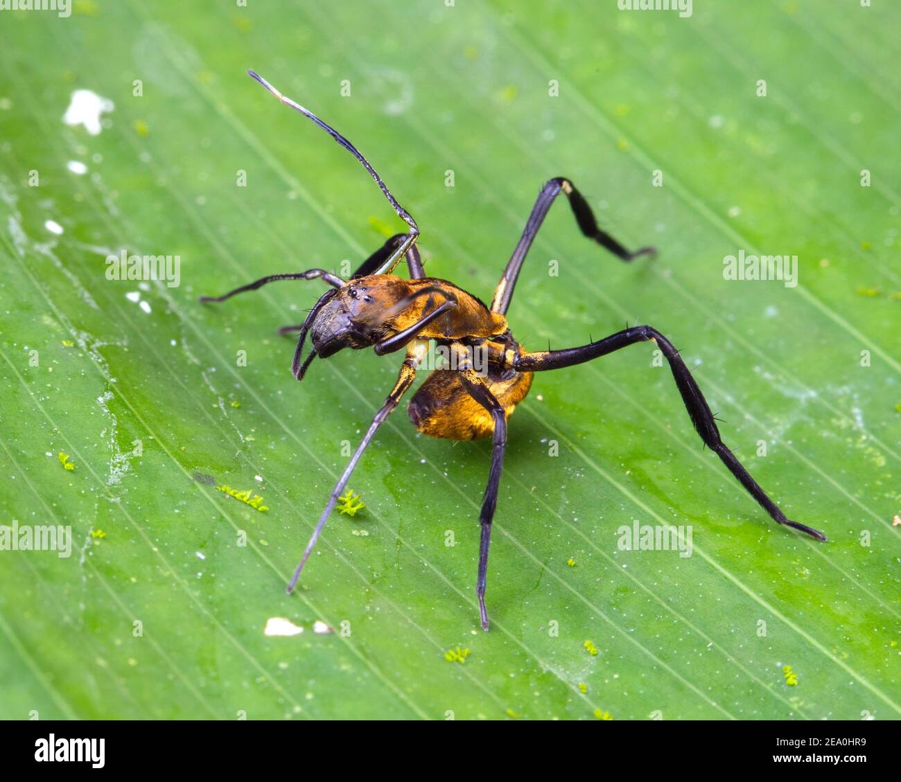 A golden carpenter ant spider, Myrmecotypus rettenmeyeri, mimicking the