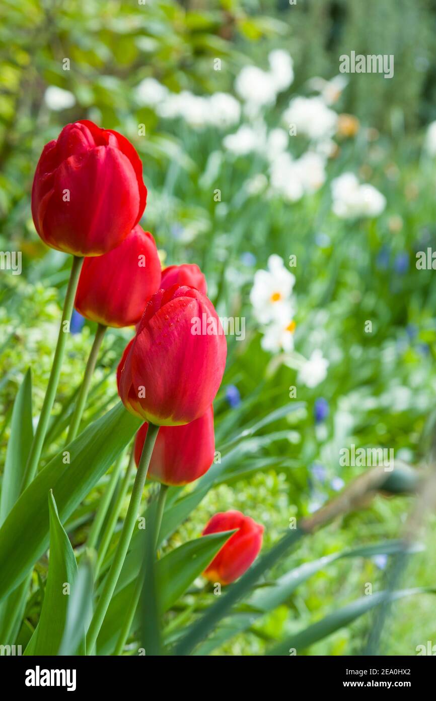 Tulips (tulipa) and daffodil flowers in a garden flower bed, UK Stock Photo