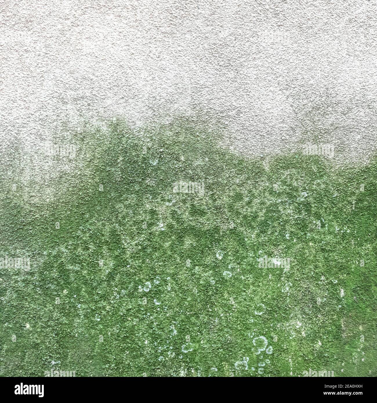 Wall with mold and moss. Mold and green moss on dirty concrete wall