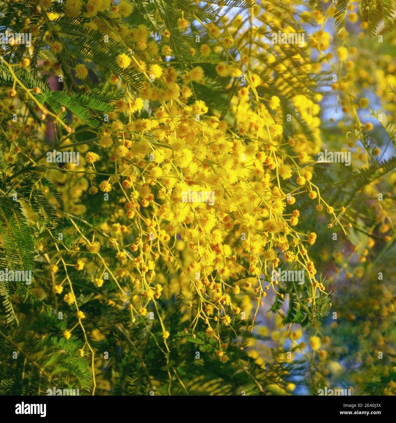 Branches of Acacia dealbata tree with bright yellow flowers in garden on sunny spring day Stock Photo