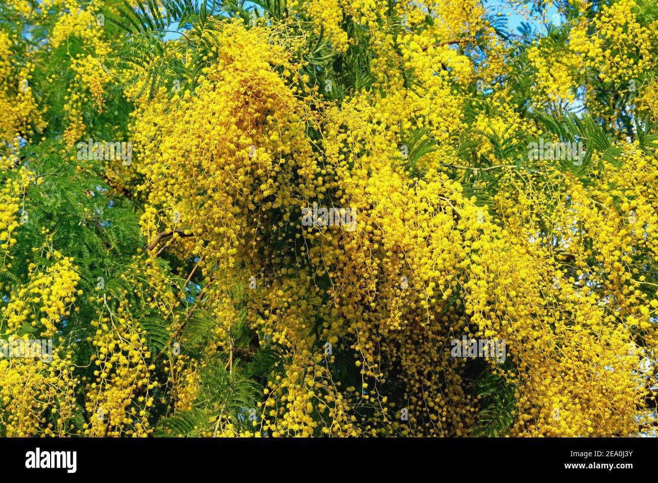 Acacia tree in bloom hi-res stock photography and images - Alamy