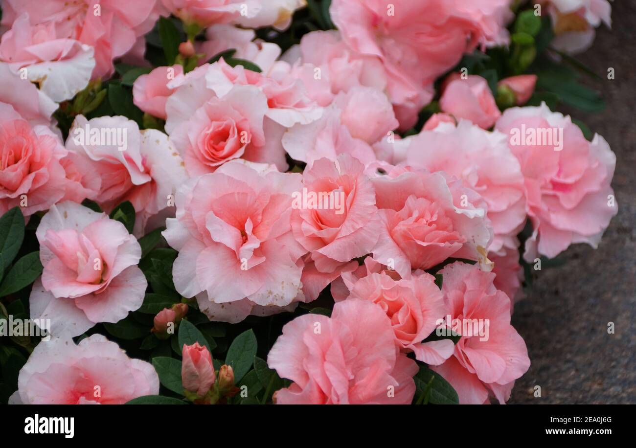 Beautiful light pink flowers of Hybrid Azalea 'Rozalea' Stock Photo