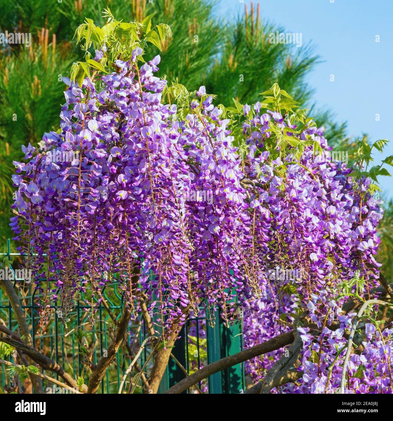 Wisteria vine hires stock photography and images Alamy