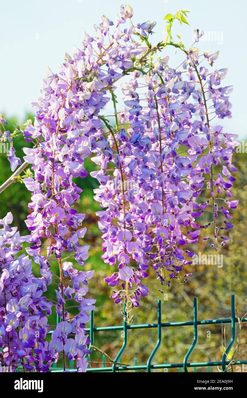 Spring flowers. Blooming wisteria vine in garden Stock Photo Alamy