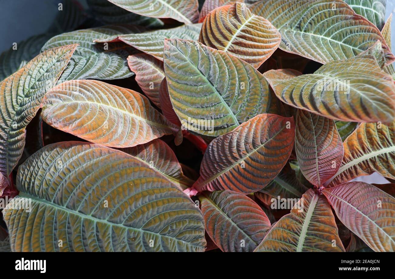 The close up of multicolor leaves of Hoffmannia plant Stock Photo
