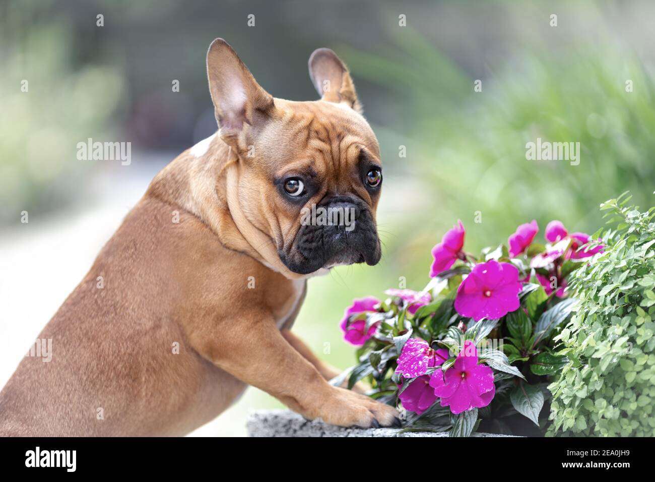 Portrait of sad cute french bulldog dog is standing near flowers at nature and looking with emotion Stock Photo