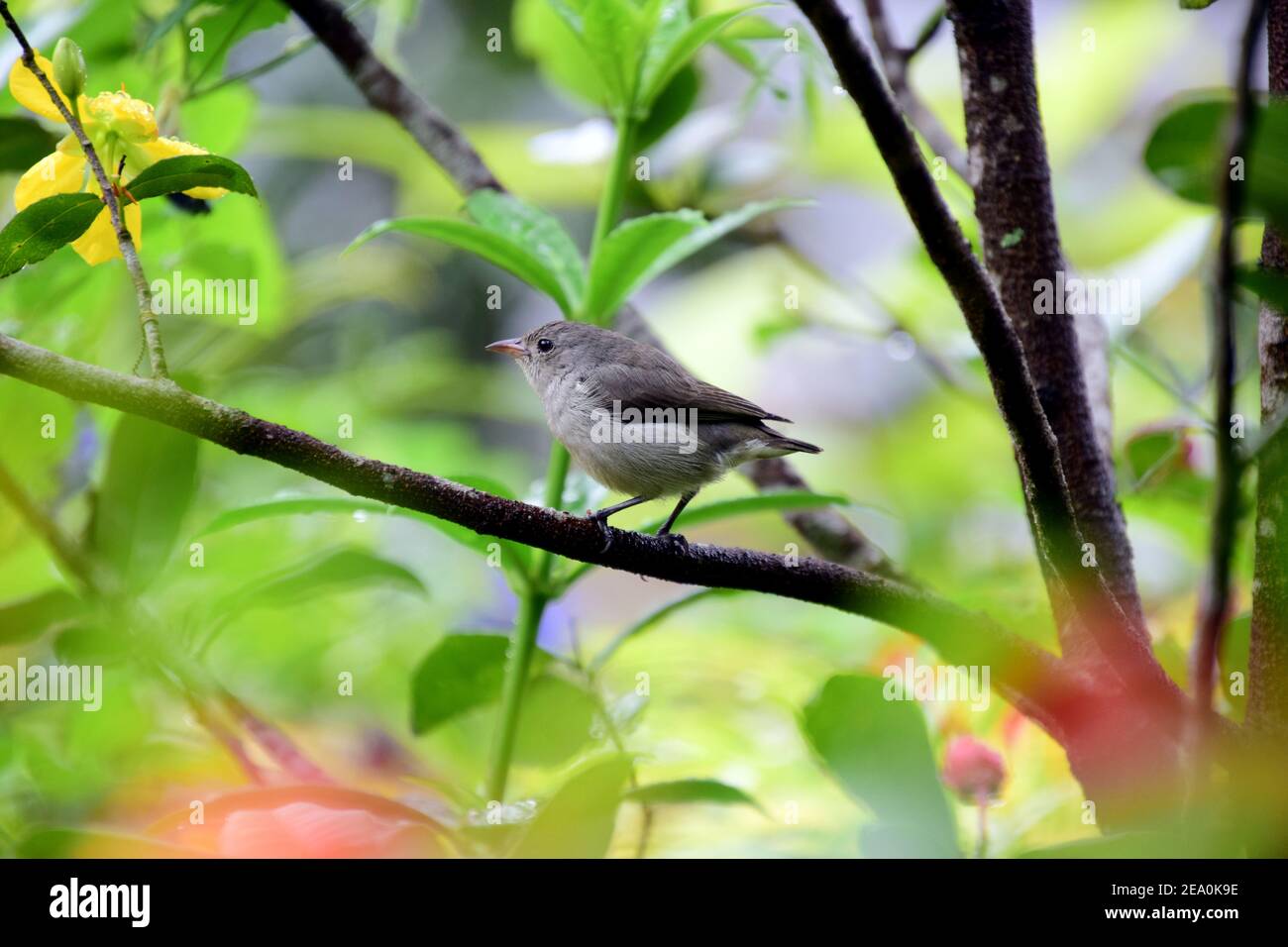 Cute little Flycatcher bird perching on a tree branch on a blurry Stock ...