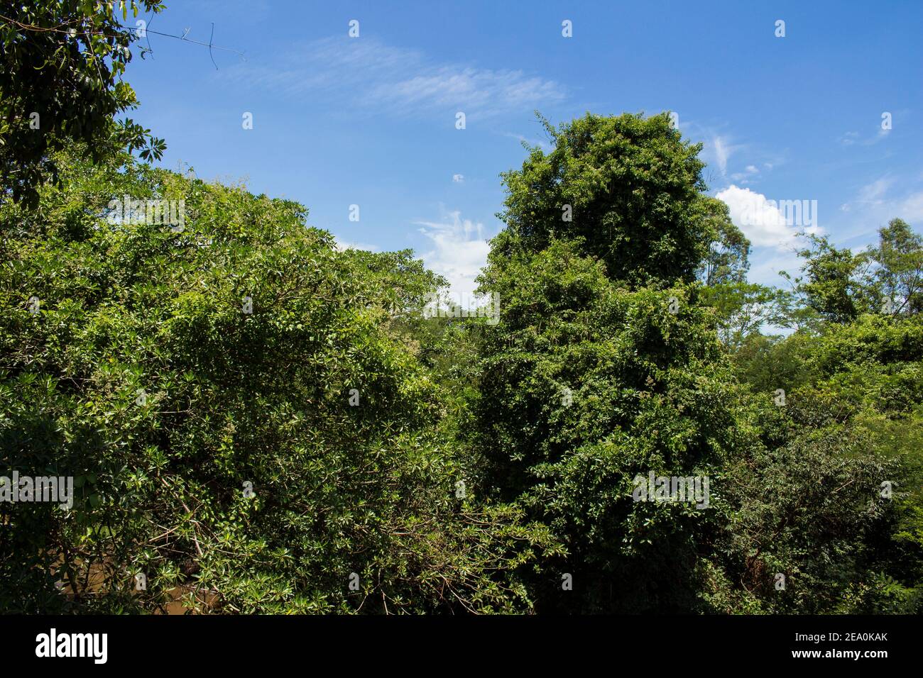 Sao Paulo contryside typical vegetation near Sao Lourenco river Stock Photo