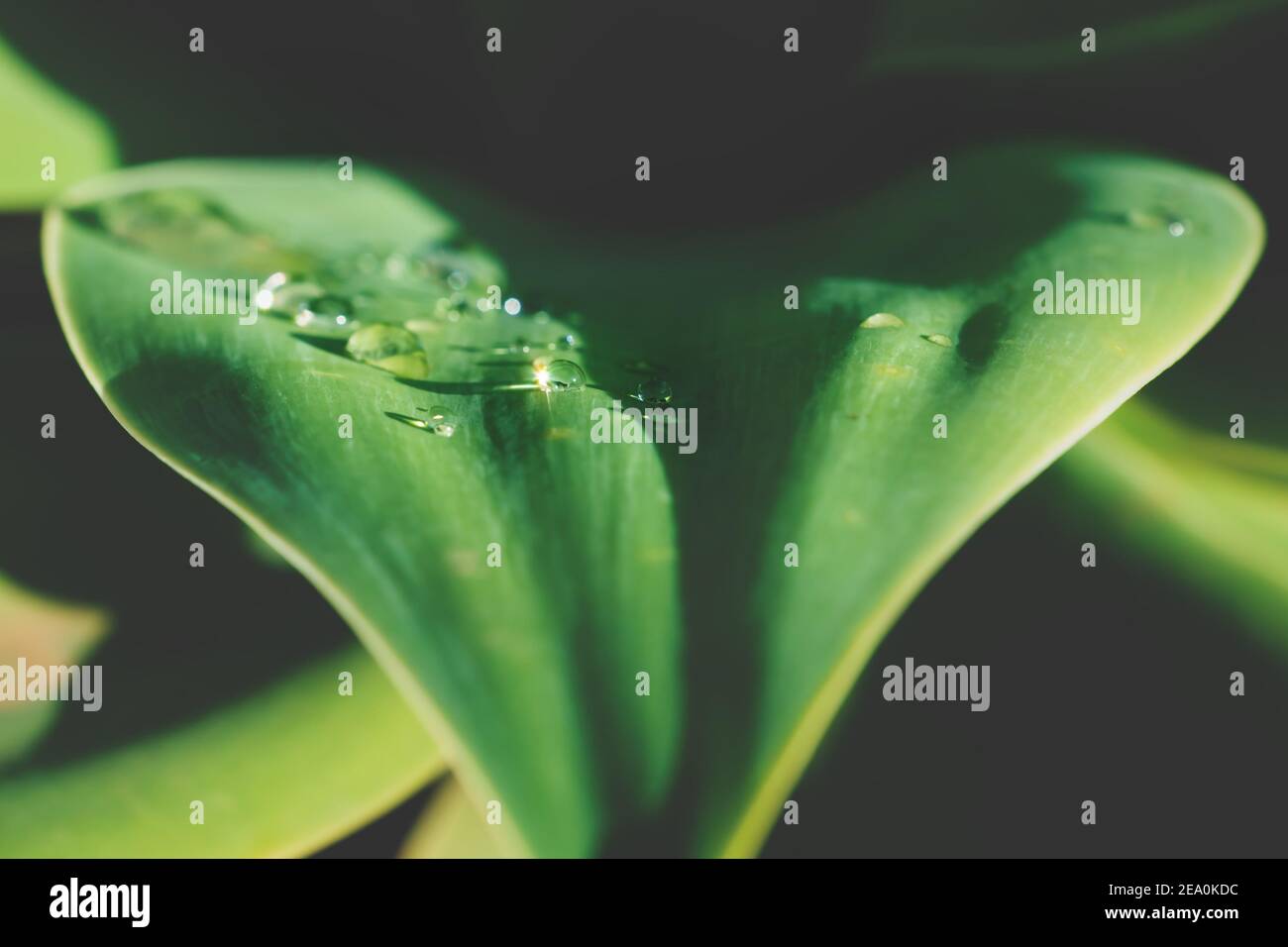 Close up of shiny rain drops on heart shaped sunny leaf of green bright agave plant Stock Photo