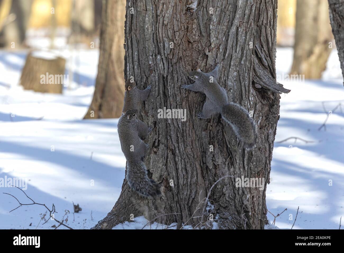 Eastern grey squirrel - mating squirrels. Stock Photo