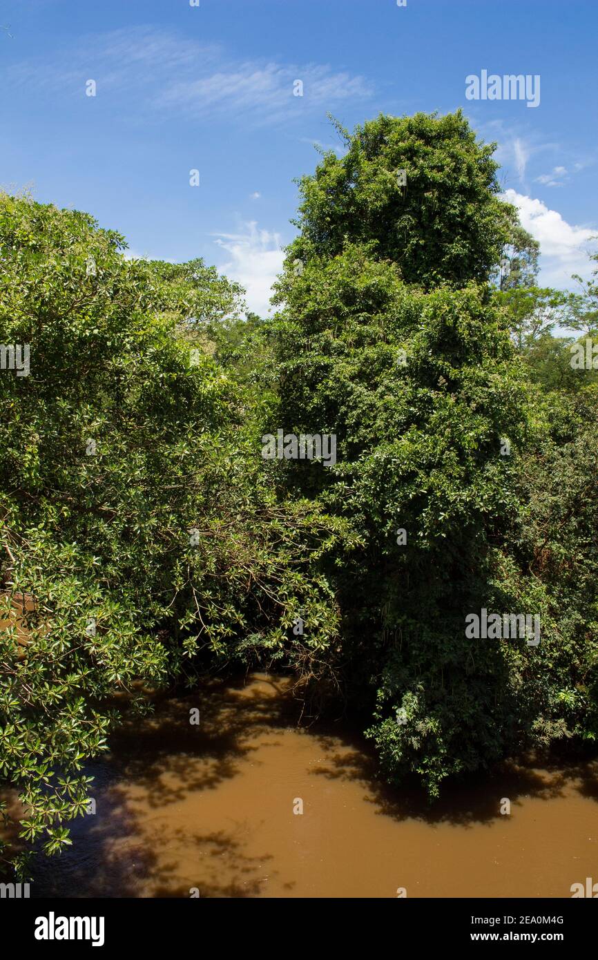 Muddy river called Sao Lourenco and it's natural tropical vegetation Stock Photo