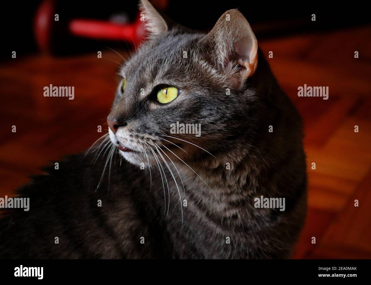 Portrait of a gray, tabby cat in the light Stock Photo