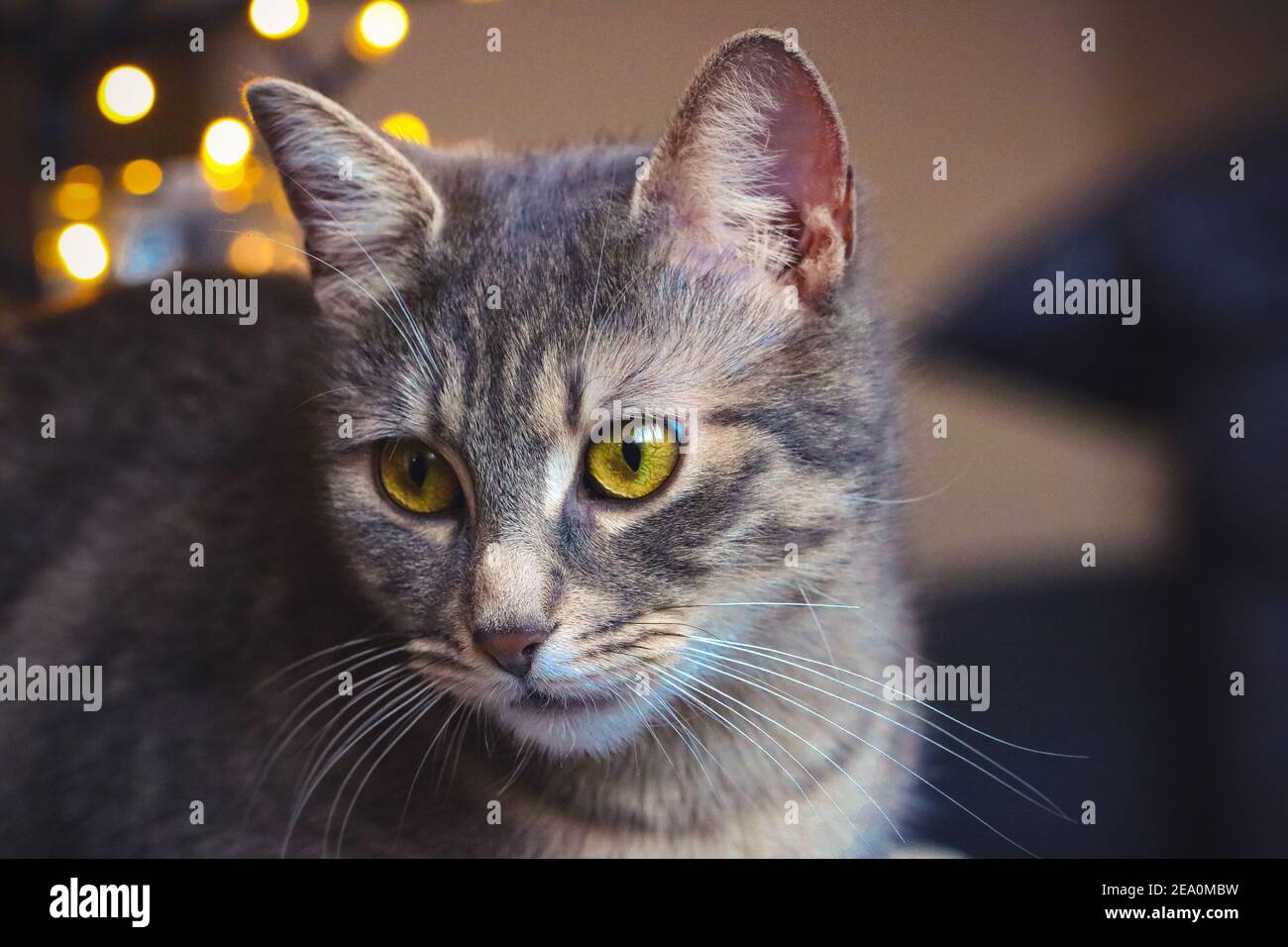 Portrait of a cat at home Stock Photo