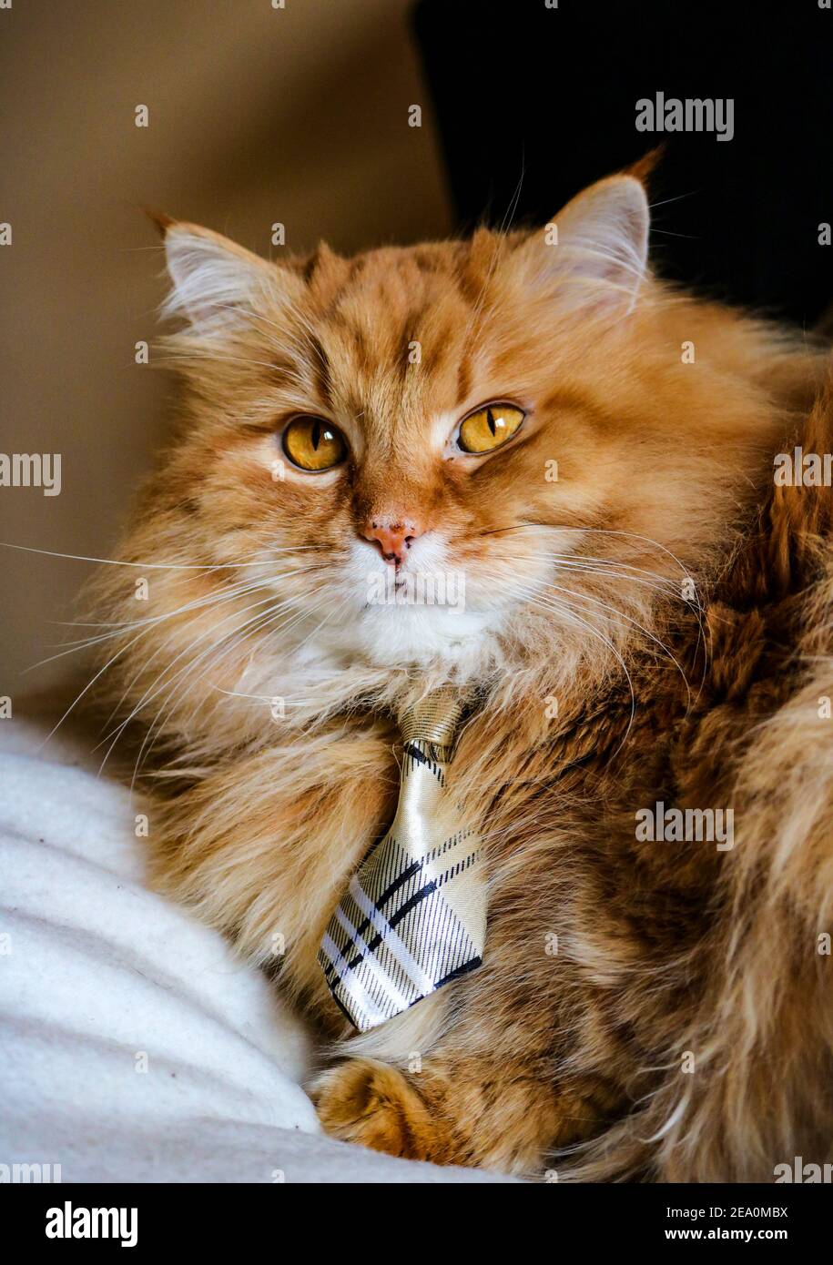 Portrait of a fluffy, ginger cat wearing a tie Stock Photo