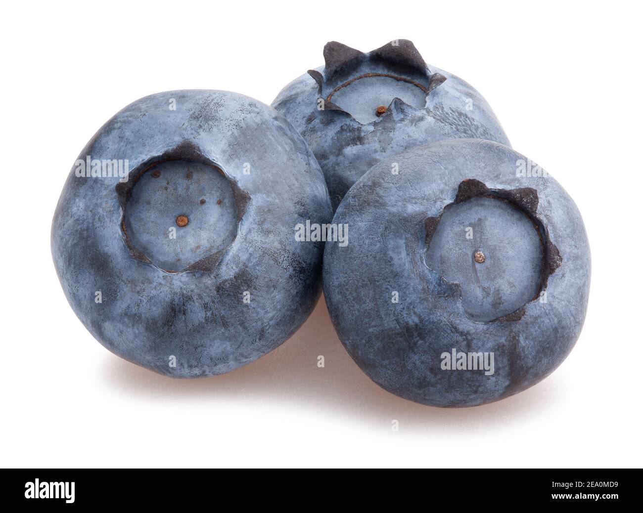 blueberry path isolated on white Stock Photo