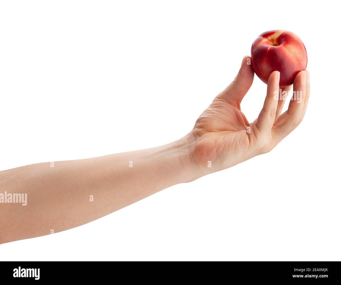 white nectarine in hand path isolated on white Stock Photo