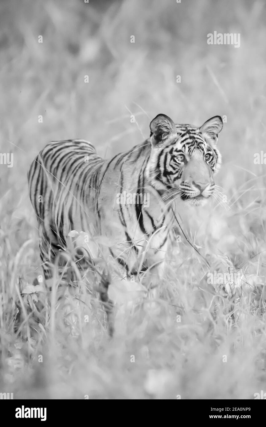Indian tiger conservation Black and White Stock Photos & Images - Alamy