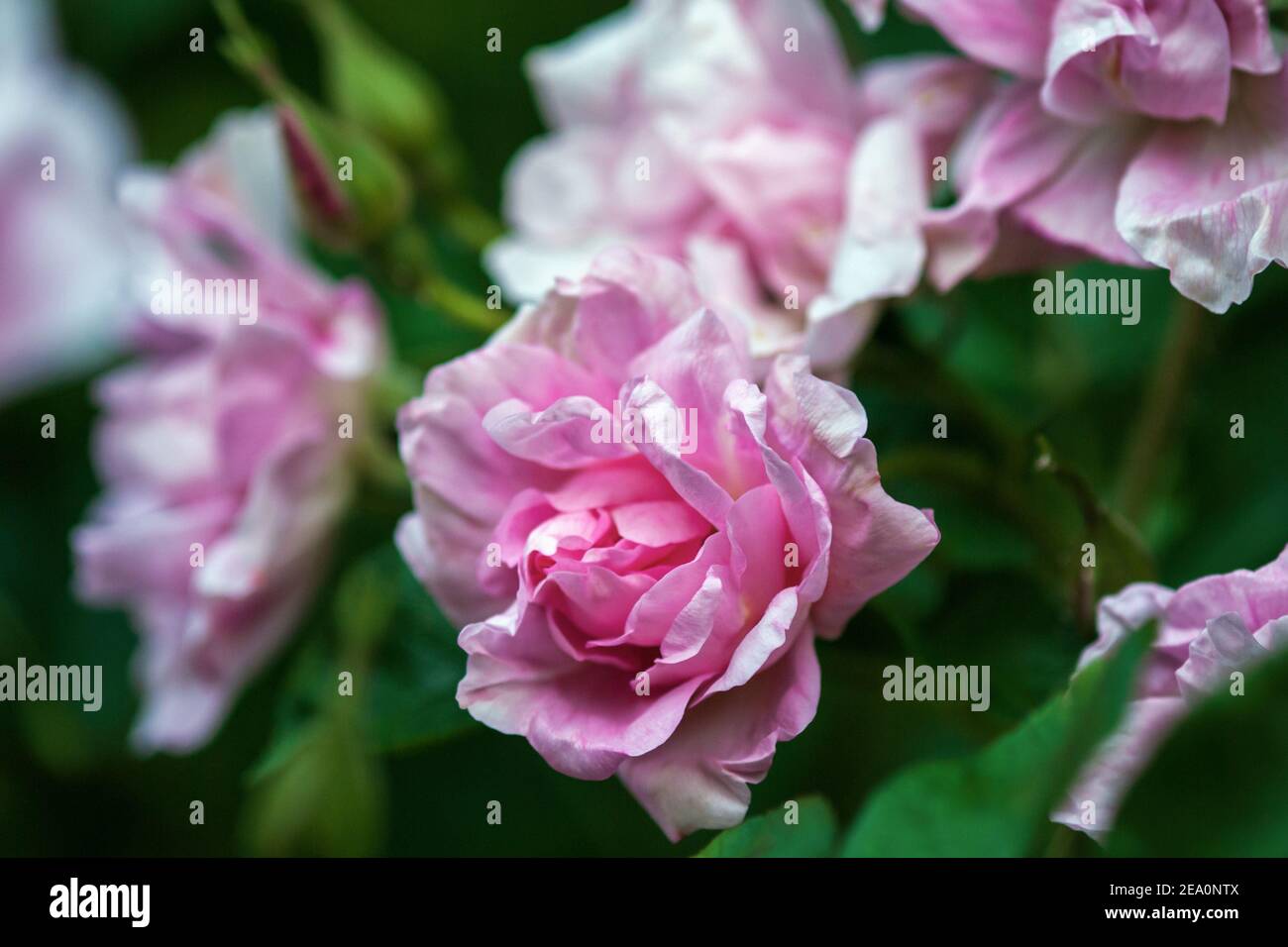 Closeup of pink hedge roses blooming in late summer Stock Photo