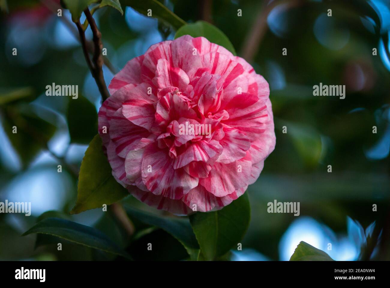Camellia flower - peony form informal double flower with stripes and spots Stock Photo