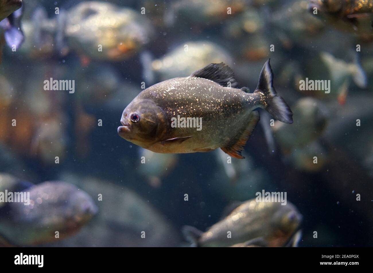 Piranha Fish at Jakarta Aquarium, Indonesia Stock Photo Alamy