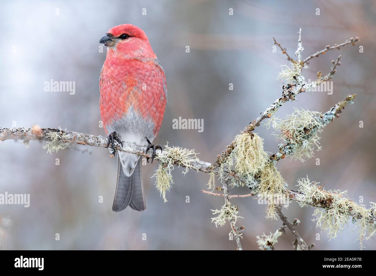 Pine grosbeak (pinicola enucleator), male perched in Black Spruce tree (Picea mariana), E. North America, by Dominique Braud/Dembinsky Photo Assoc Stock Photo