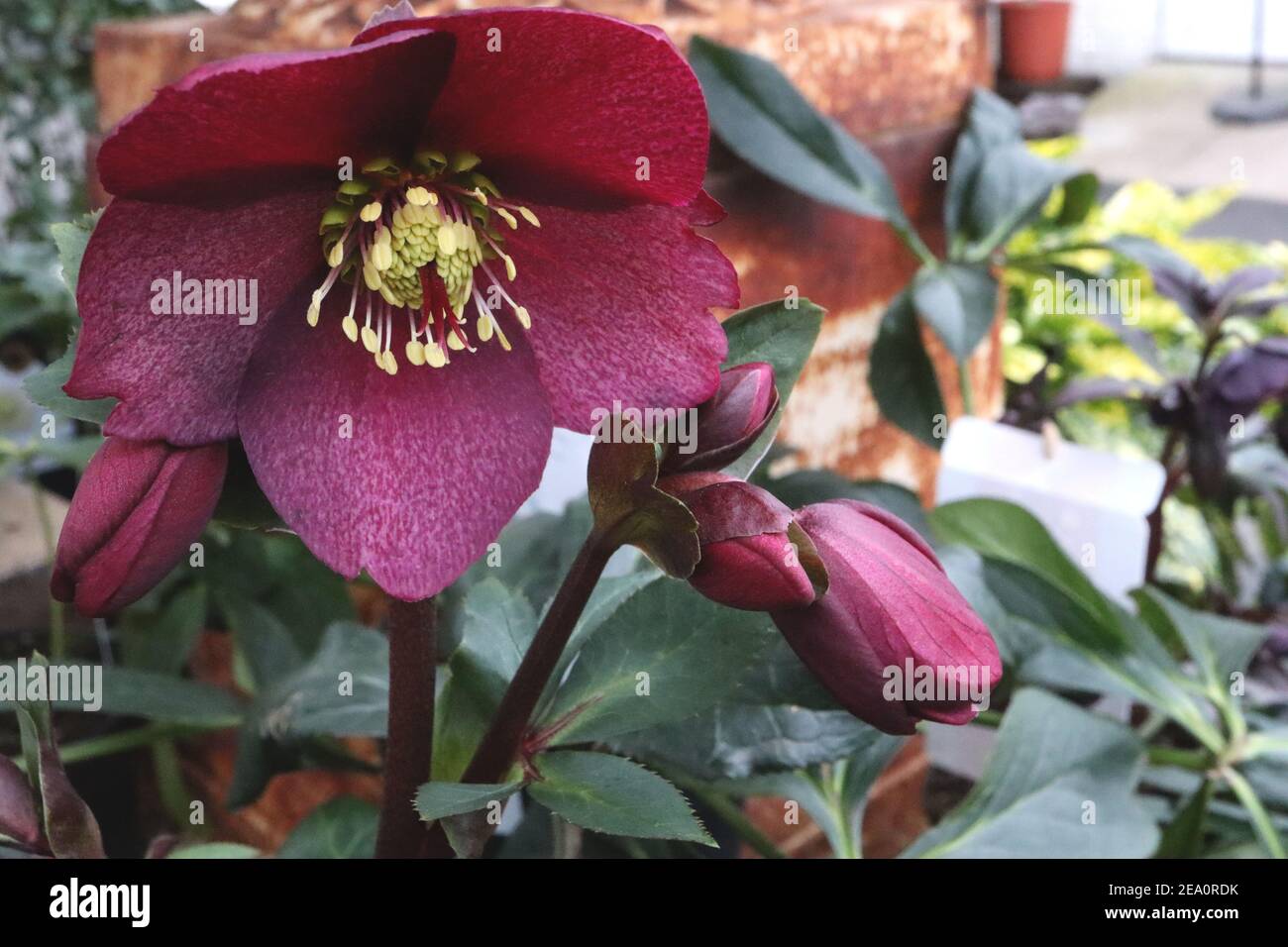 Helleborus HGC Ice ‘n’ Roses Red’ Hellebore Ice ‘n’ Roses Red - deep red outward-facing flower, February, England, UK Stock Photo