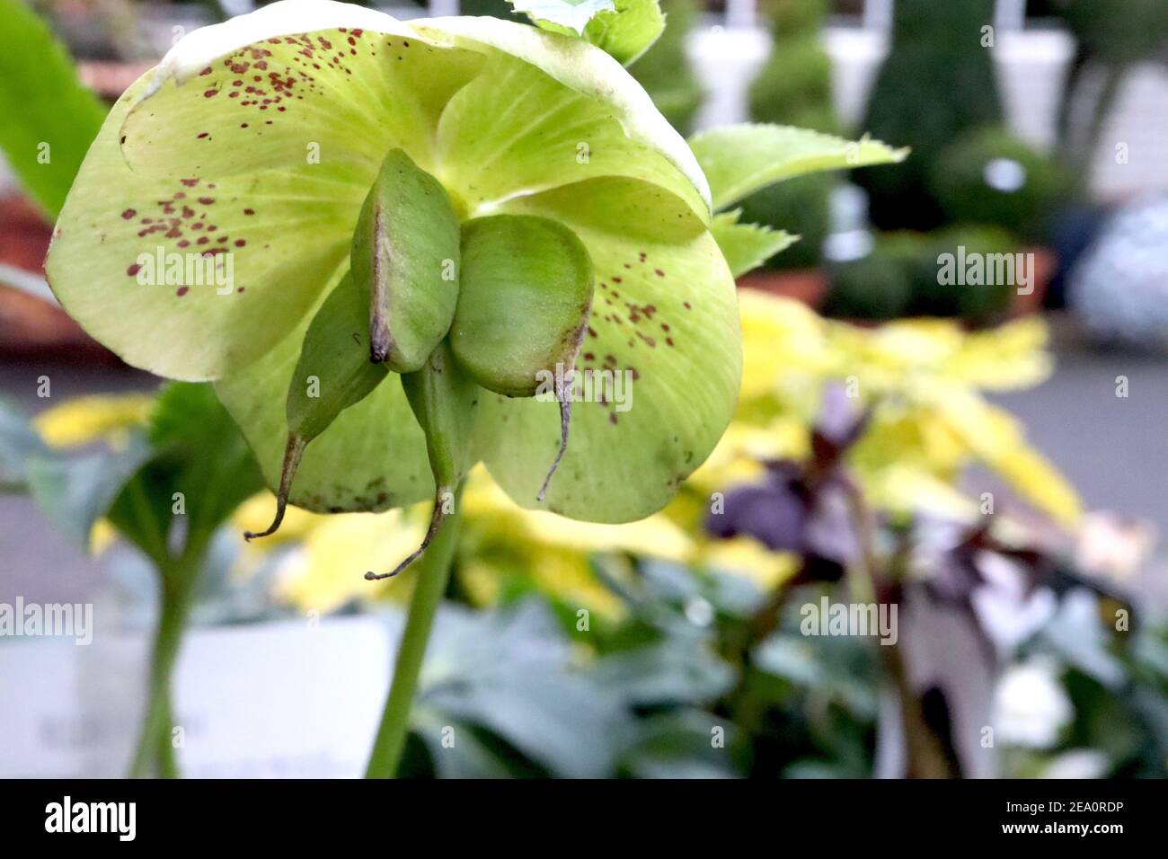 Helleborus x hybridus ‘Barnhaven hybrids’ Green Spotted Shades Hellebore Single Green Spotted – lime green flower with purple freckles,  February, Stock Photo
