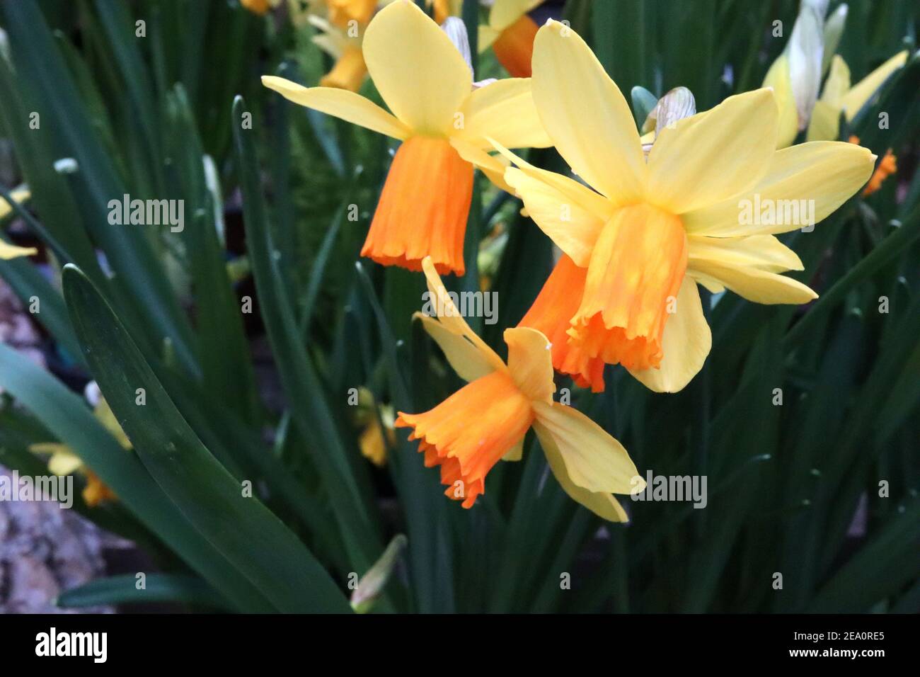Narcissus ‘Jetfire’ / Daffodil Jetfire  Division 6 Cyclamineus Daffodils Miniature yellow daffodils with orange trumpets,  February, England, UK Stock Photo