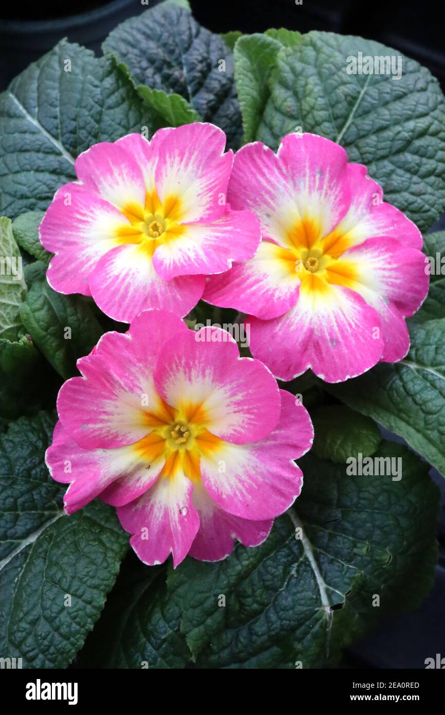 Primula acaulis ‘Lipstick’ Primrose Lipstick – white heart-shaped flowers with wide pink margins,  February, England, UK Stock Photo