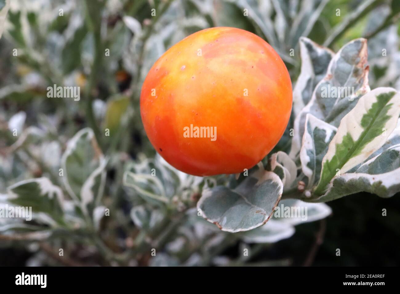 Solanum pseudocapsicum ‘Variegata’ Variegated foliage with orange berry, February, England, UK Stock Photo