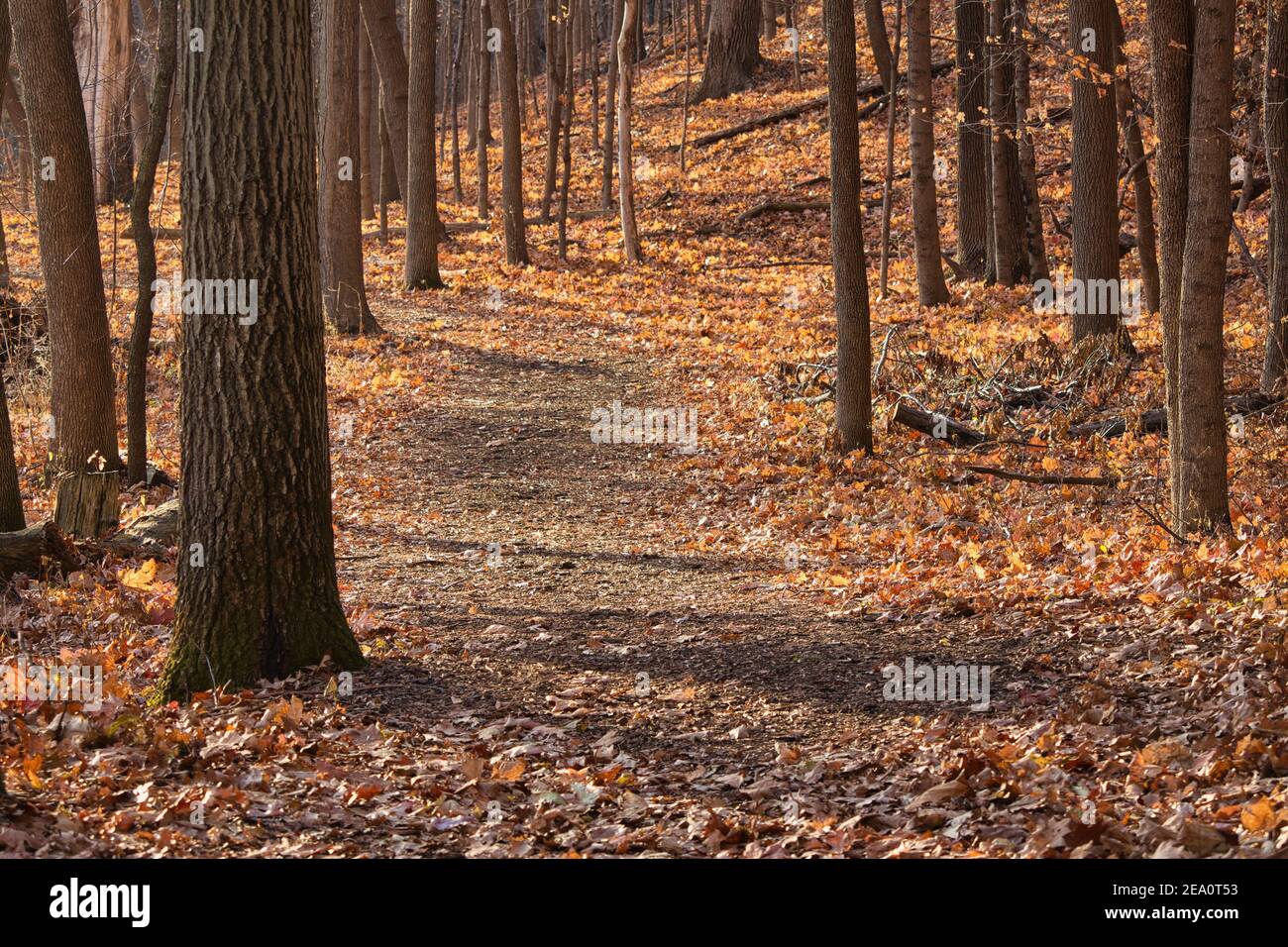Path strewn with autumn leaves hires stock photography and images